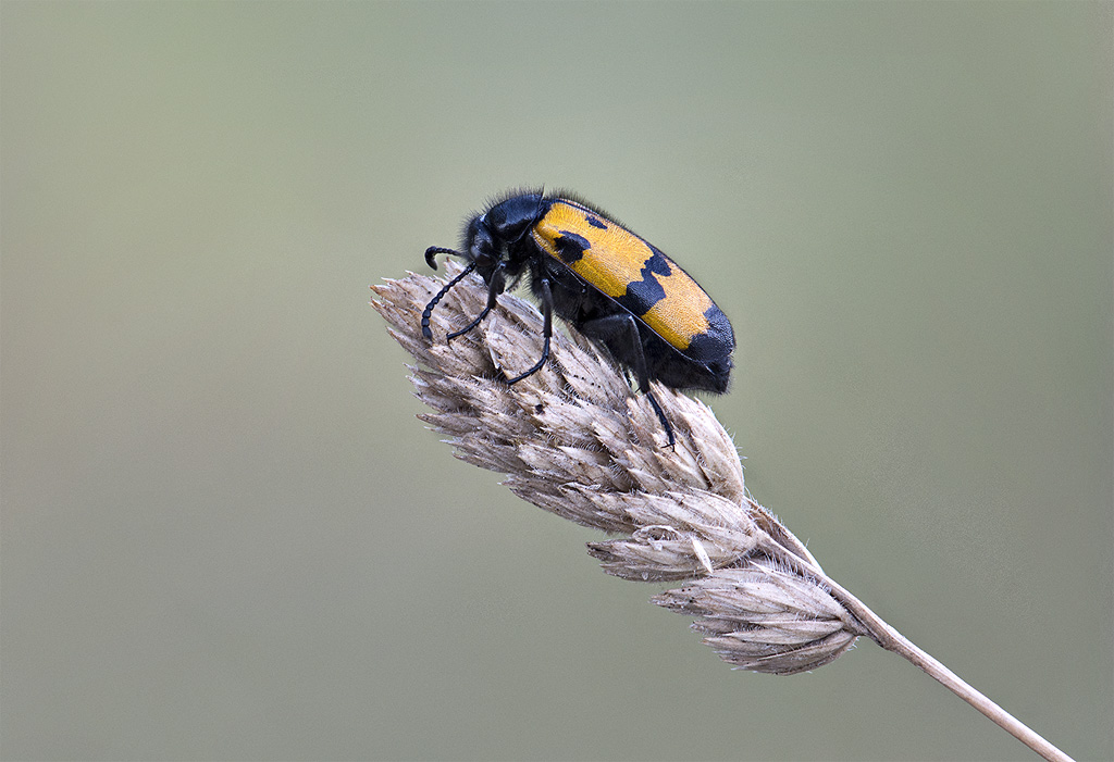 Insetto da identificare: Mylabris variabilis (cf.)